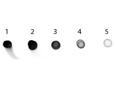 Dot Blot: Rabbit anti-Feline IgG Fc Secondary Antibody [Alkaline Phosphatase] [NBP1-72645] - Antigen: Cat IgG. Load: Lane 1 - 200 ng Lane 2 - 66.7 ng Lane 3 - 22.2 ng Lane 4 - 7.41 ng Lane 5 - 2.47 ng. Primary antibody: n/a. Secondary antibody: Rabbit anti-Cat IgG Fc Antibody Alkaline Phosphatase Conjugated at 1:1,000 for 60 min at RT. Blocked with blocking buffer for 60 min at RT.